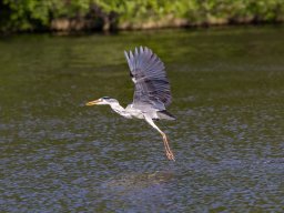 Vögel